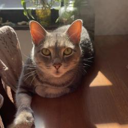Lost Male Cat last seen patterson and high street, Columbus, OH 43202
