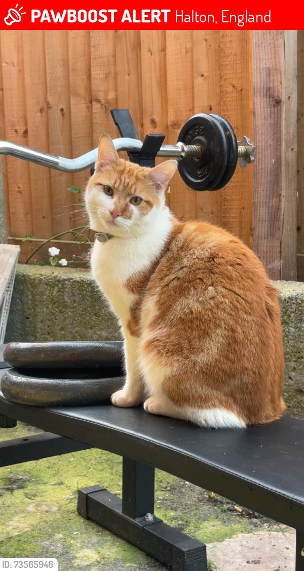 Lost Male Cat last seen stenhills crescent, Halton, England 