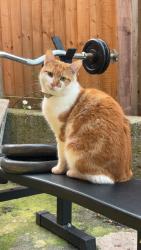 Lost Male Cat last seen stenhills crescent, Halton, England 