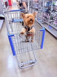 Lost Male Dog last seen Berryhill Rd, Columbia, SC 29210