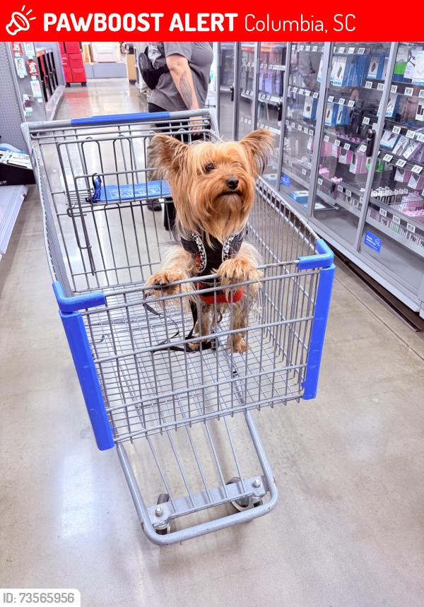 Lost Male Dog last seen Berryhill Rd, Columbia, SC 29210