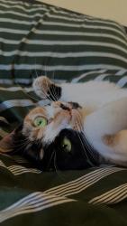 Lost Female Cat last seen Station Road, Borough Green, England 
