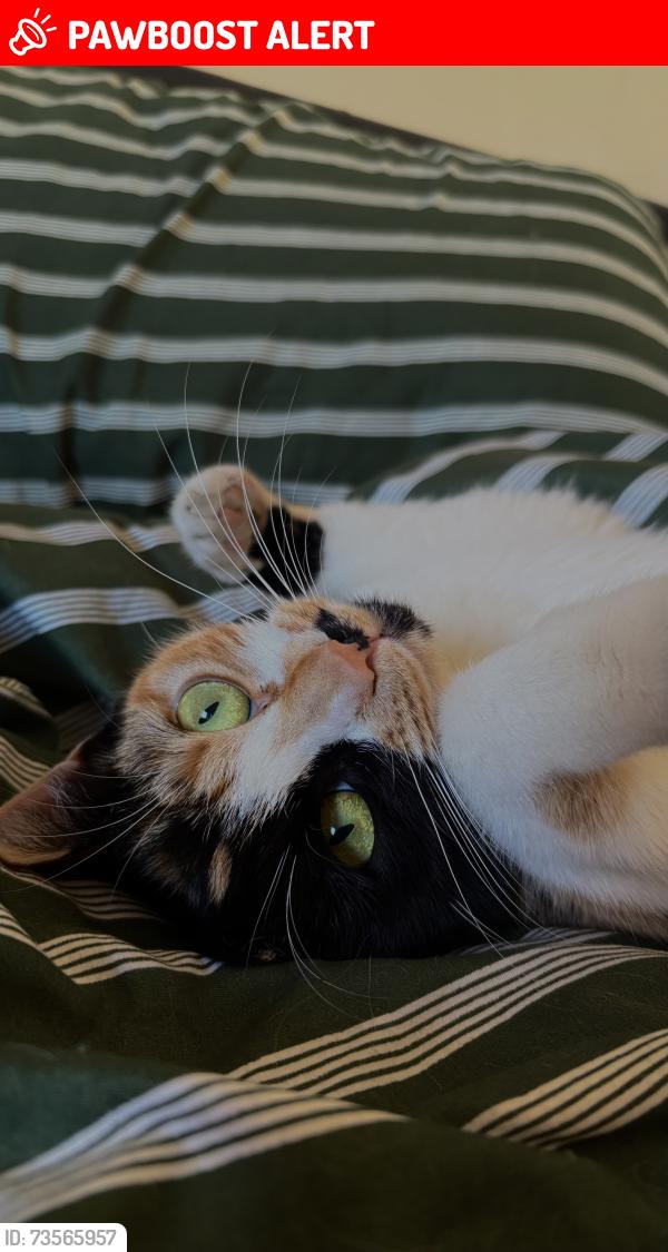 Lost Female Cat last seen Station Road, Borough Green, England 