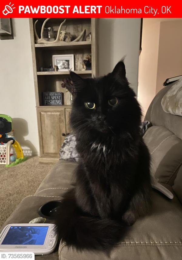 Lost Male Cat last seen Council and memorial, Oklahoma City, OK 73142