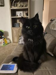Lost Male Cat last seen Council and memorial, Oklahoma City, OK 73142