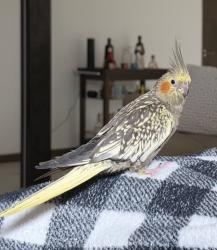 Lost Female Bird last seen Near jaycreek dr, Houston, TX 77070