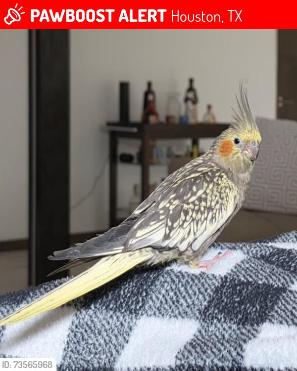 Lost Female Bird last seen Near jaycreek dr, Houston, TX 77070