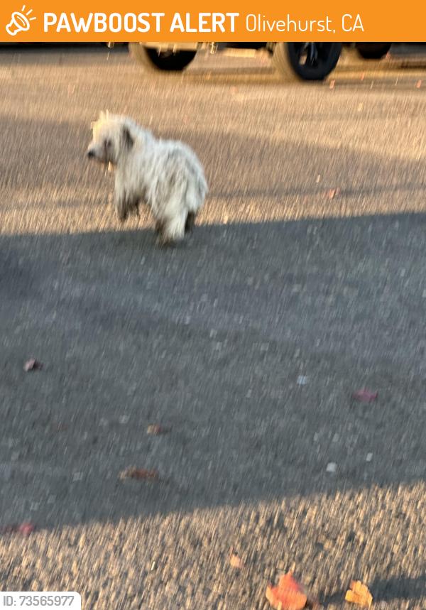 Found/Stray Unknown Dog last seen McGowan P&R, Olivehurst, CA 95961