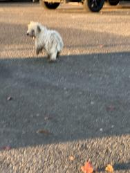 Found/Stray Unknown Dog last seen McGowan P&R, Olivehurst, CA 95961