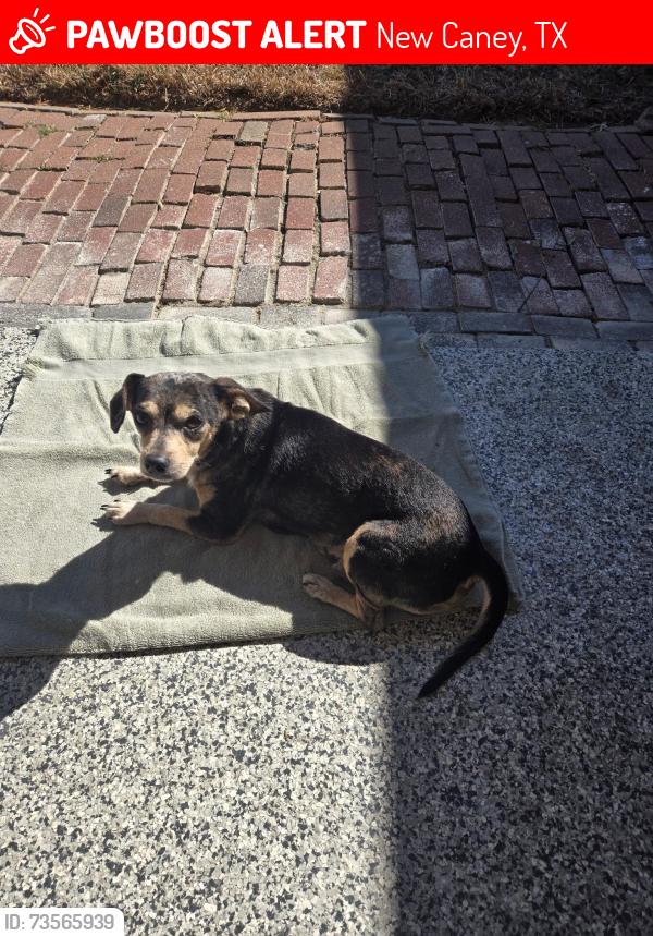 Lost Male Dog last seen Near Johnson Rd, New Caney, TX 77357