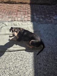 Lost Male Dog last seen Near Johnson Rd, New Caney, TX 77357