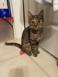 Lost Female Cat last seen Bay Drive, Westerville, OH 43082