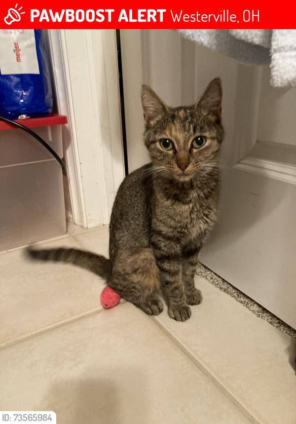 Lost Female Cat last seen Bay Drive, Westerville, OH 43082