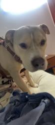 Reunited Male Dog last seen Motel 6, Conyers, GA 30012