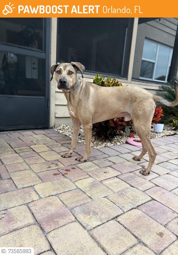 Found/Stray Male Dog last seen Hidden springs, Orlando, FL 32819