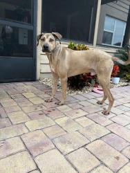 Found/Stray Male Dog last seen Hidden springs, Orlando, FL 32819