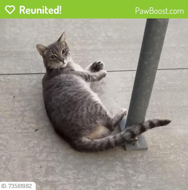 Reunited Unknown Cat last seen Near W Redlands Blvd, Loma Linda, CA 92354, USA, Loma Linda, CA 92354