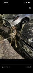Found/Stray Unknown Dog last seen By the rec center, Dallas, TX 75223