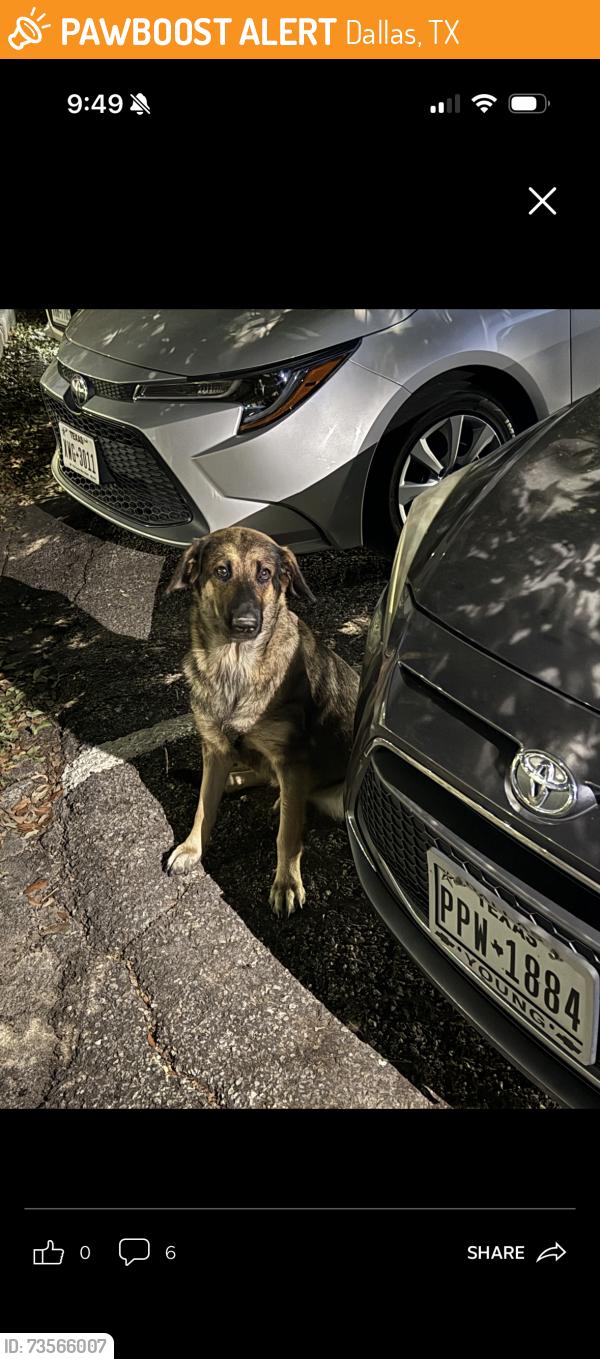 Found/Stray Unknown Dog last seen By the rec center, Dallas, TX 75223