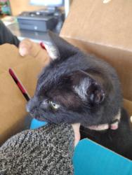 Found/Stray Female Cat last seen Near Chantilly Dr, Cincinnati, OH 45238