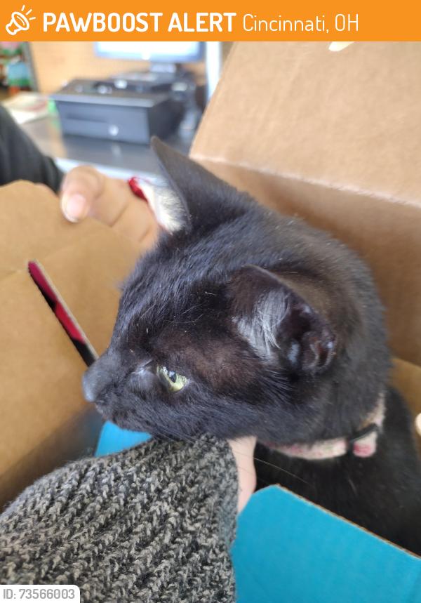 Found/Stray Female Cat last seen Near Chantilly Dr, Cincinnati, OH 45238