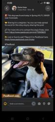 Reunited Male Dog last seen Drysdale St and Linden Ave, Spring Hill, FL 34609
