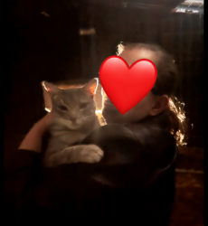 Reunited Unknown Cat last seen Bryn mawr, Redlands, CA 92373