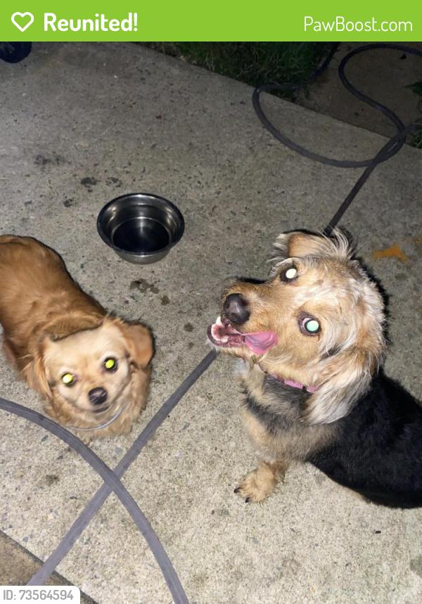 Reunited Unknown Dog last seen Cheraton Road and Terra Firma road, Baltimore, MD 21225