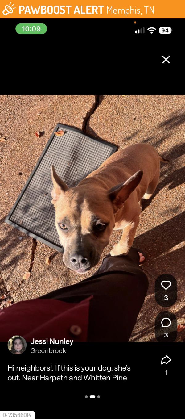 Found/Stray Unknown Dog last seen Whitten Pine Drive, Memphis, TN 38134