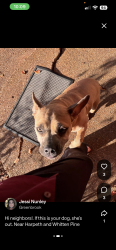 Found/Stray Unknown Dog last seen Whitten Pine Drive, Memphis, TN 38134