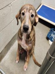 Shelter Stray Female Dog last seen HILLCREST AVE NW, 4950 SW Triana Blvd, Huntsville, AL 35805, USA