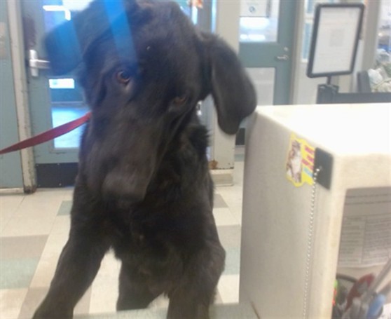 Shelter Stray Male Dog last seen NW 20TH/DREXEL, 2811 SE 29th St, Oklahoma City, OK 73129, USA