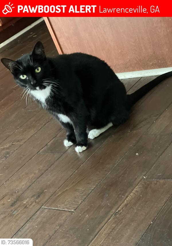 Lost Female Cat last seen Last seen in Woodward Mill, Lawrenceville, GA 30043