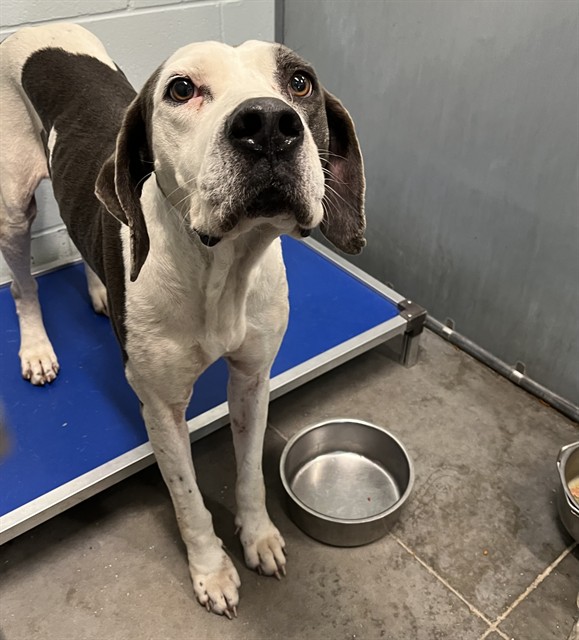 Shelter Stray Male Dog last seen CR 445 & NFS 445-10.2 ASTOR, 12280 County Rd 448, Tavares, FL 32778, USA