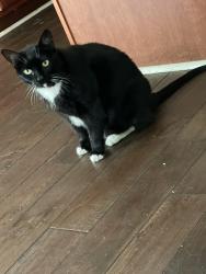 Lost Female Cat last seen Last seen in Woodward Mill, Lawrenceville, GA 30043