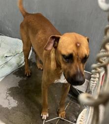 Shelter Stray Male Dog last seen CR 445 & NFS 445-10.2 ASTOR, 12280 County Rd 448, Tavares, FL 32778, USA