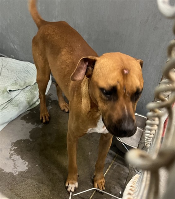 Shelter Stray Male Dog last seen CR 445 & NFS 445-10.2 ASTOR, 12280 County Rd 448, Tavares, FL 32778, USA