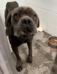 Shelter Stray Female Dog last seen CR 439 EUSTIS, 12280 County Rd 448, Tavares, FL 32778, USA