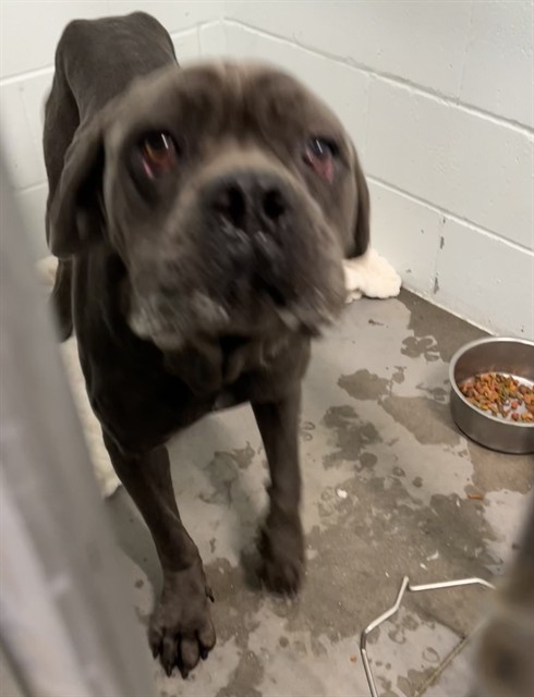 Shelter Stray Female Dog last seen CR 439 EUSTIS, 12280 County Rd 448, Tavares, FL 32778, USA