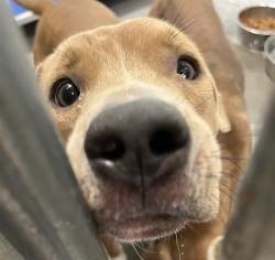 Shelter Stray Male Dog last seen MILLS ST & DUCK BOX RD UMATILLA, 12280 County Rd 448, Tavares, FL 32778, USA