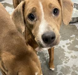 Shelter Stray Female Dog last seen MILLS ST & DUCK BOX RD UMATILLA, 12280 County Rd 448, Tavares, FL 32778, USA