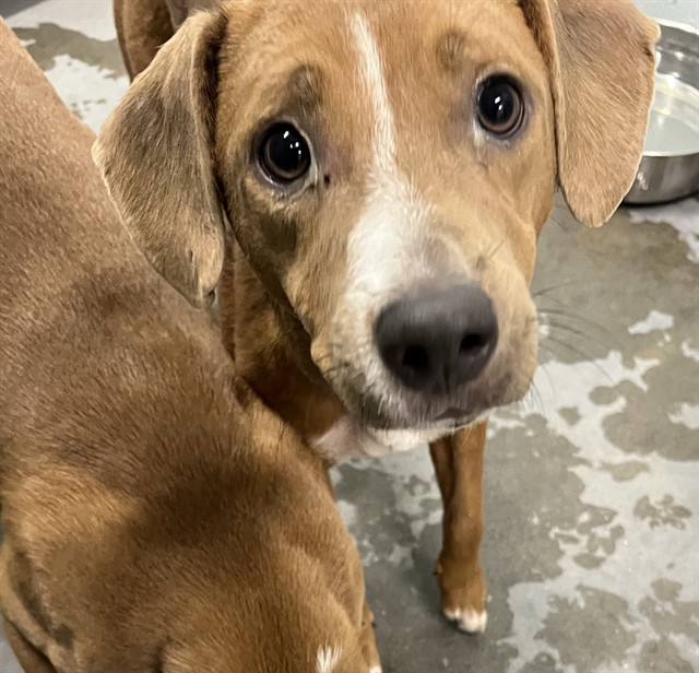 Shelter Stray Female Dog last seen MILLS ST & DUCK BOX RD UMATILLA, 12280 County Rd 448, Tavares, FL 32778, USA