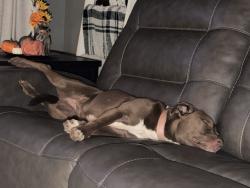 Reunited Female Dog last seen Devonshire, Anderson County, SC 29621