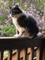Lost Female Cat last seen Carlisle and west fairmont, Pontiac, MI 48340