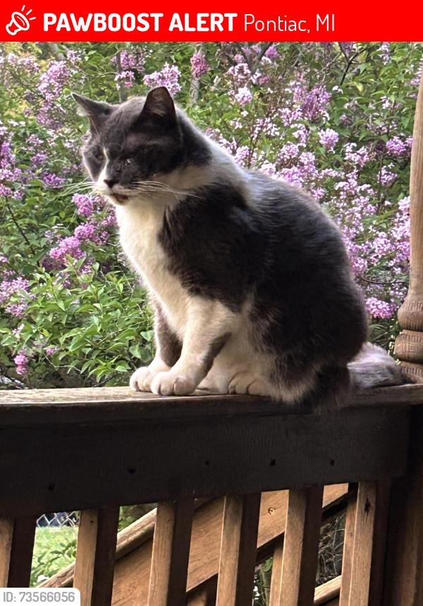 Lost Female Cat last seen Carlisle and west fairmont, Pontiac, MI 48340