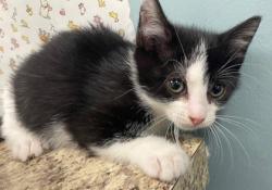 Shelter Stray Female Cat last seen Walbridge Ave, 43609, OH, 827 Illinois Ave, Maumee, OH 43537, USA