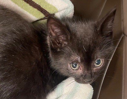 Shelter Stray Female Cat last seen Walbridge Ave, 43609, OH, 827 Illinois Ave, Maumee, OH 43537, USA