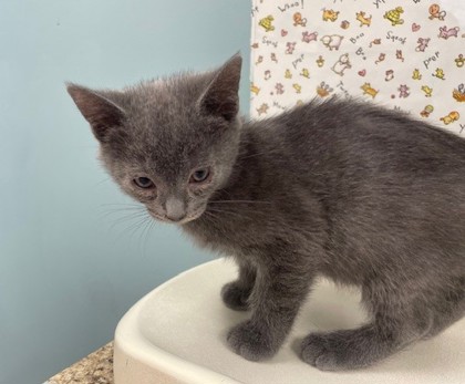 Shelter Stray Male Cat last seen Walbridge Ave, 43609, OH, 827 Illinois Ave, Maumee, OH 43537, USA