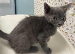 Shelter Stray Male Cat last seen Walbridge Ave, 43609, OH, 827 Illinois Ave, Maumee, OH 43537, USA