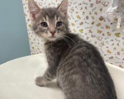 Shelter Stray Male Cat last seen Walbridge Ave, 43609, OH, 827 Illinois Ave, Maumee, OH 43537, USA